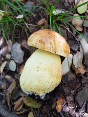 Mushroom boletus just caught in the field