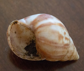 Sea Shell Images