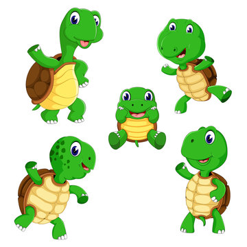 the collection of the tortoise with different posing and size 
