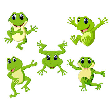 the collection of the beautiful green frog in the different posing 
