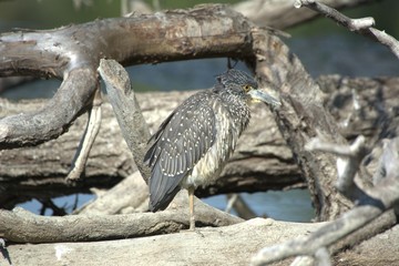Juvenile Yellow Crowned Night Heron