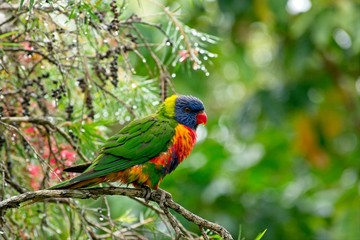 Rainbow lorikeet sitting on a branch still wet from heavy rain.