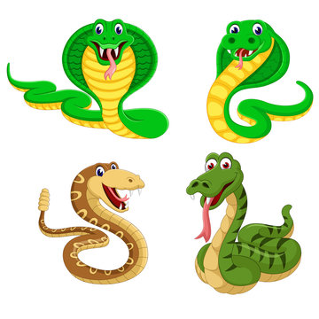 the collection of the big snakes in the different expression 
