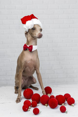 Dog with a Santa Claus hat