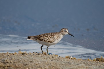 SandPiper