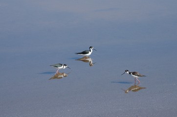 Black necked stilt