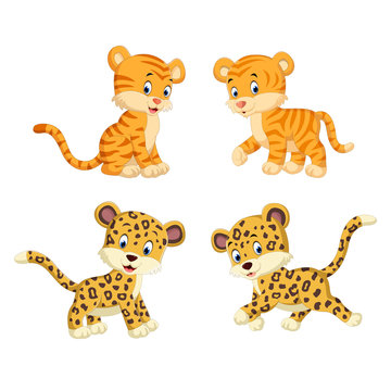 the collection of the tiger and leopard
