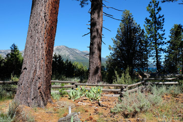 Fototapeta na wymiar Lake Tahoe Forest