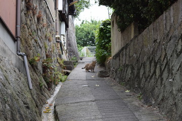 路地裏の猫