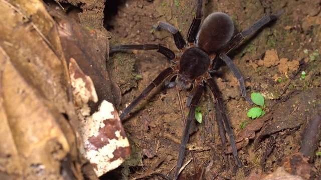 A large brown tarantula on the rainforest floor in the Ecuadorian Amazon