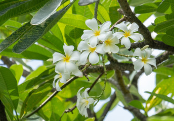 bouquet white plumeria