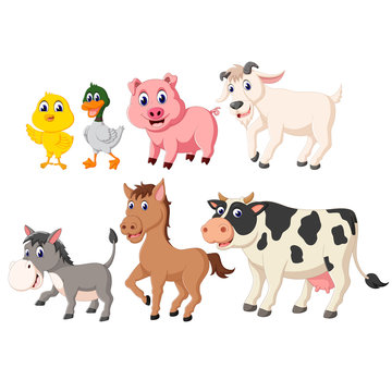 the collection of the livestock animals with the different species 
