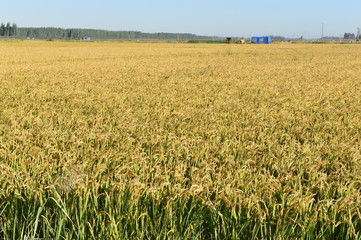 Mature rice in the field
