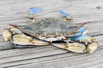 Mature male blue crab from the Chesapeake bay