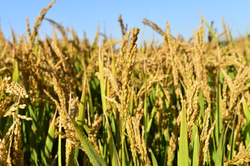 Mature rice in the field