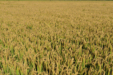 Mature rice in the field