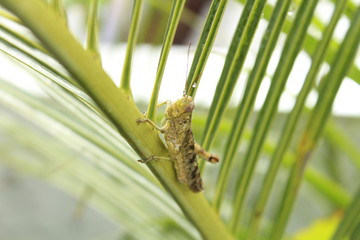 grasshopper Palm leaf Background