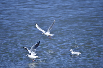 Fototapeta premium The birds of the sea