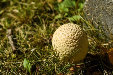 Shaggy parasol mushroom in the grass.