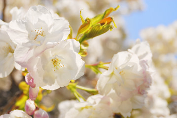 Fototapeta premium 桜 春 素材