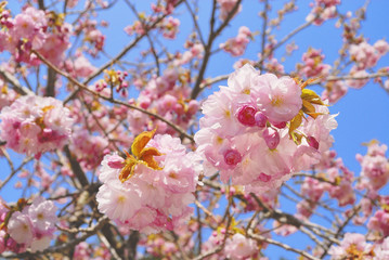 Obraz premium 桜 空 素材