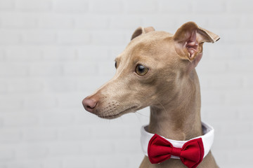 Portrait of little italian greyhound dog.Costume