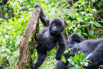 Baby Mountain Gorilla (Gorilla beringei beringei) hanging off a tree branch and being playful in the jungle of Rwanda. © Grantat