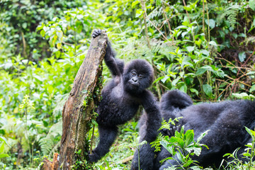 Baby Mountain Gorilla (Gorilla beringei beringei) hanging off a tree branch and being playful in the jungle of Rwanda.