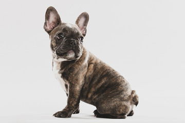 Cute French Bulldog Puppy Portrait