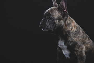 Brindle French Bulldog Puppy Portrait