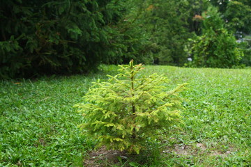 Mini pine tree