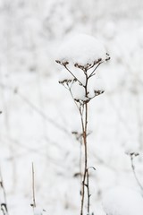 Close up of a plant covered in a snow