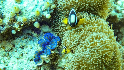 anemone fish and clam in the maldives.