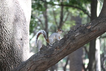 Obraz premium Ardillas en arbol
