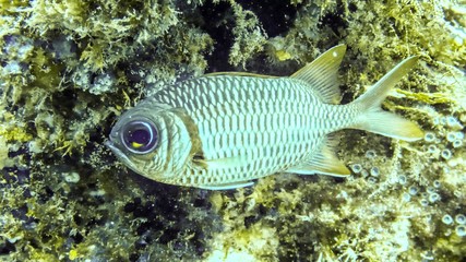 Close up fish in Maldives.