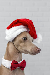 Dog with a Santa Claus hat