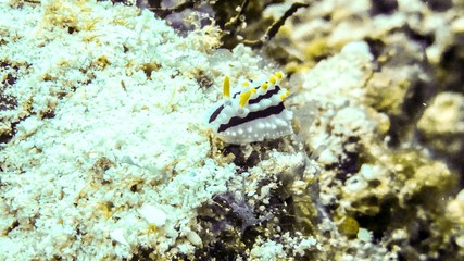 Clsoe up oif Phyllidia alyta nudibranch in Maldives.