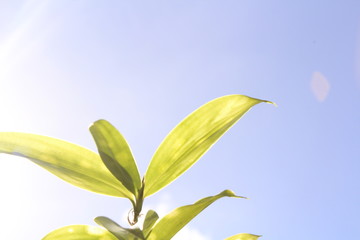 green leaf blue sky background