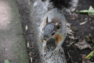 Ardilla curiosa