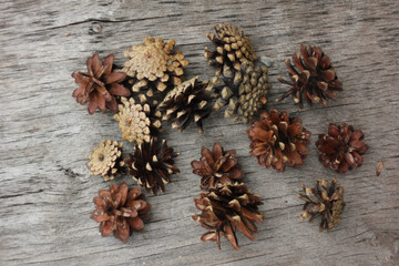 pine cones