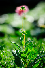 Obraz premium flower in the garden