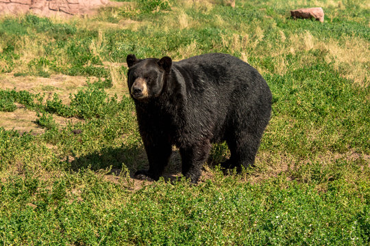 Chubby Black Bear Walking Around On The Field