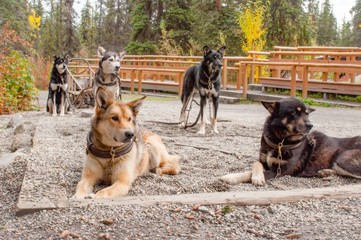 Sled dogs patiently wait for their next outing in Alaska