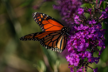 Monarch butterfly bush