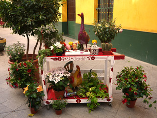 A display of colourful pot plants and cute ornaments