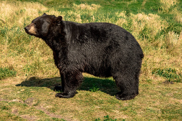 Wet black bear on the field by the river