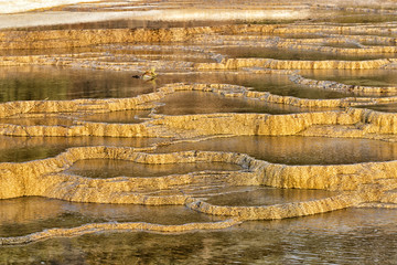 Mammoth hot springs terraces,  Yellowstone national park