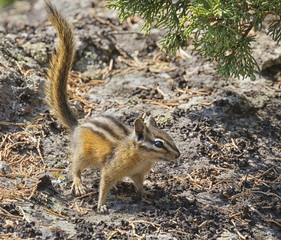 Yellow-pine chipmunk (Tamias amoenus)