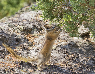 Yellow-pine chipmunk (Tamias amoenus) picking pine cone