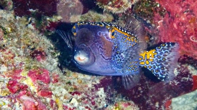 boxfish (Ostracion cubicus) in the Maldives.